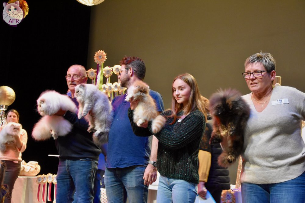 Exposition féline de Mortagne au Perche 2019