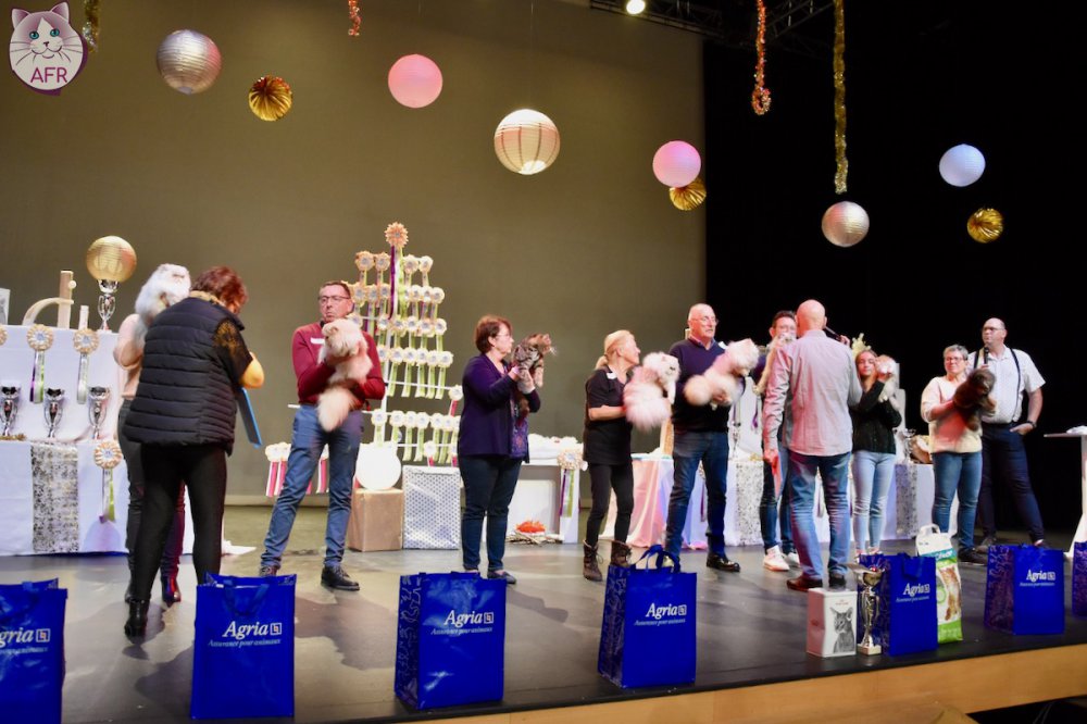 Exposition féline de Mortagne au Perche 2019