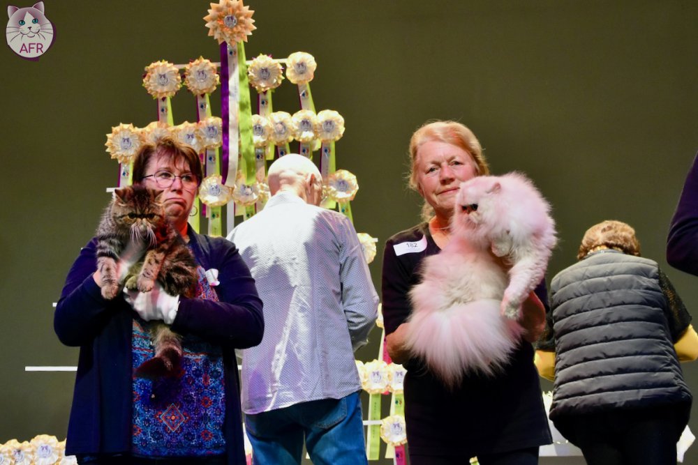 Exposition féline de Mortagne au Perche 2019