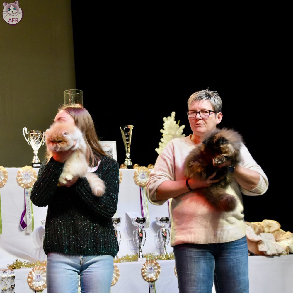 Exposition féline de Mortagne au Perche 2019