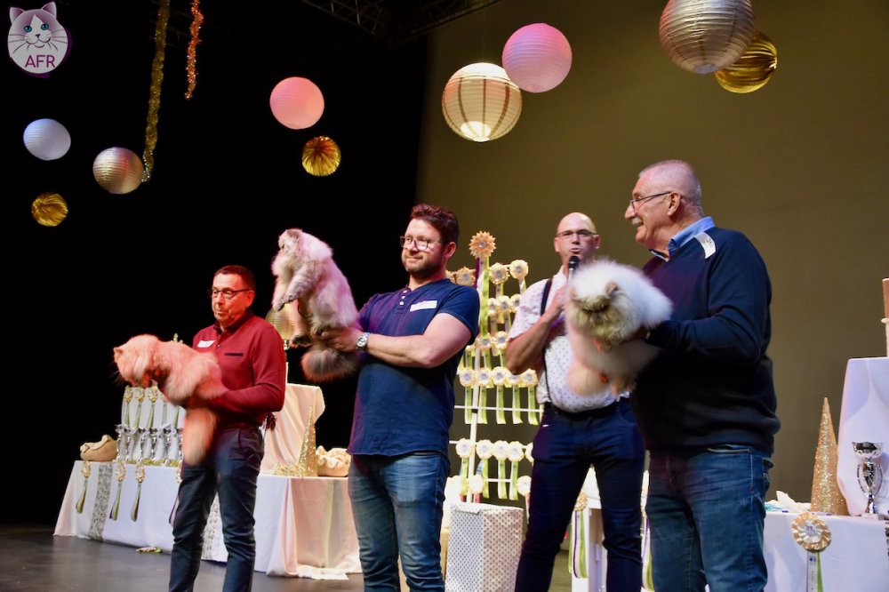 Exposition féline de Mortagne au Perche 2019