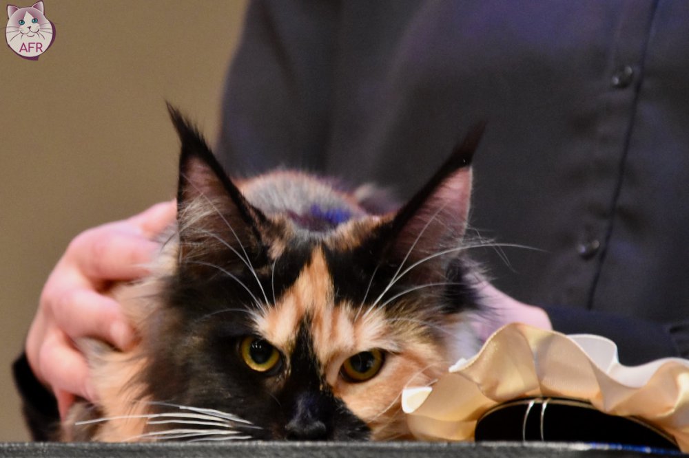 Exposition féline de Mortagne au Perche 2019