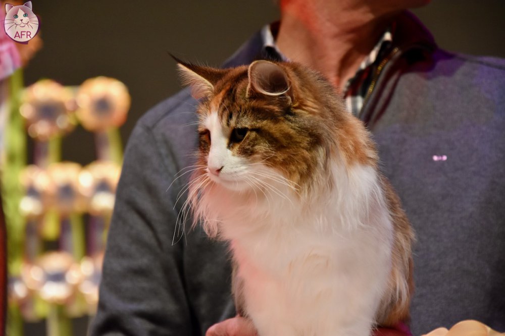 Exposition féline de Mortagne au Perche 2019