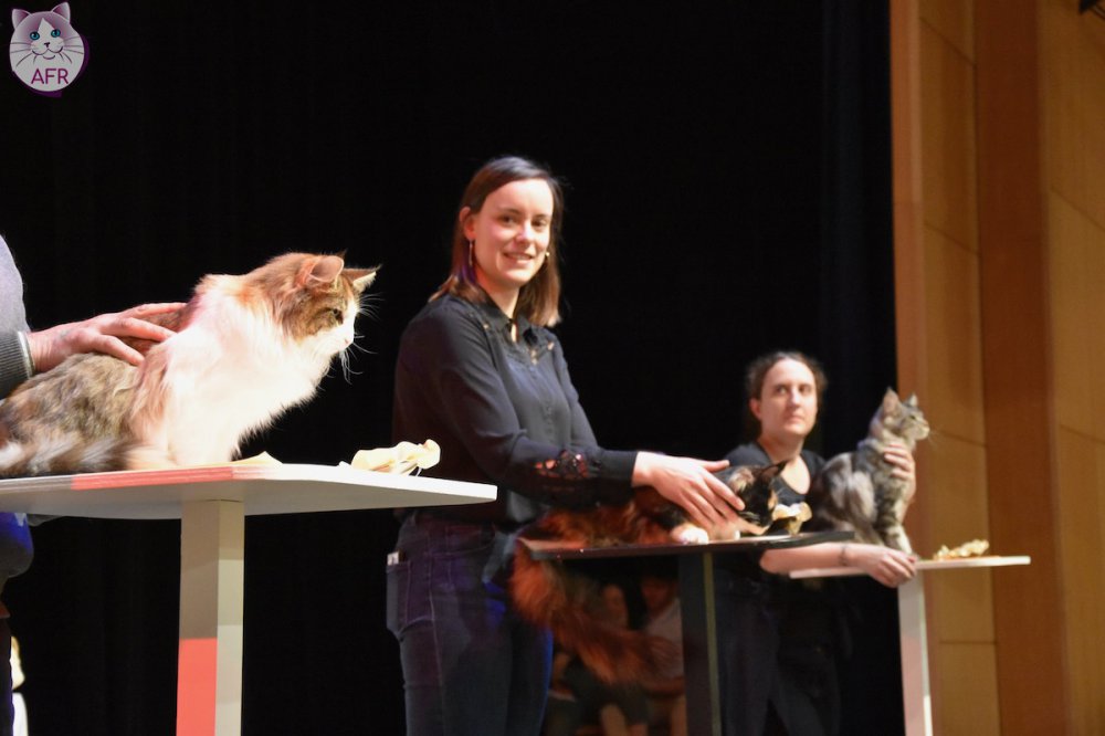 Exposition féline de Mortagne au Perche 2019