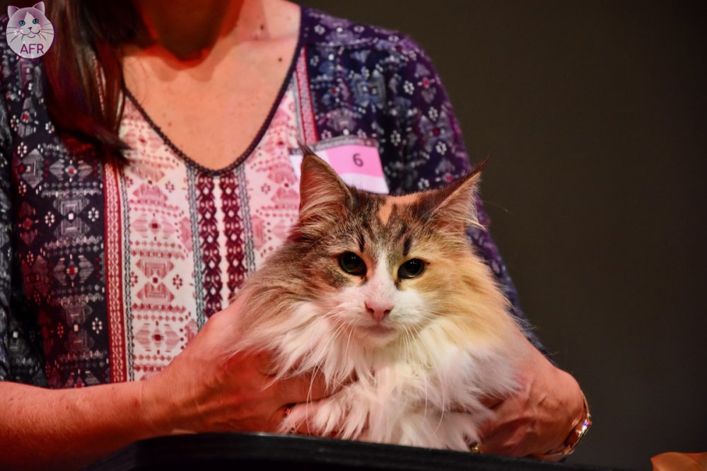 Exposition féline de Mortagne au Perche 2019