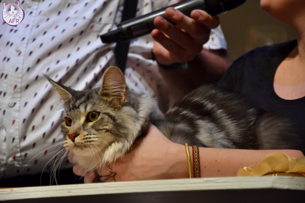 Exposition féline de Mortagne au Perche 2019