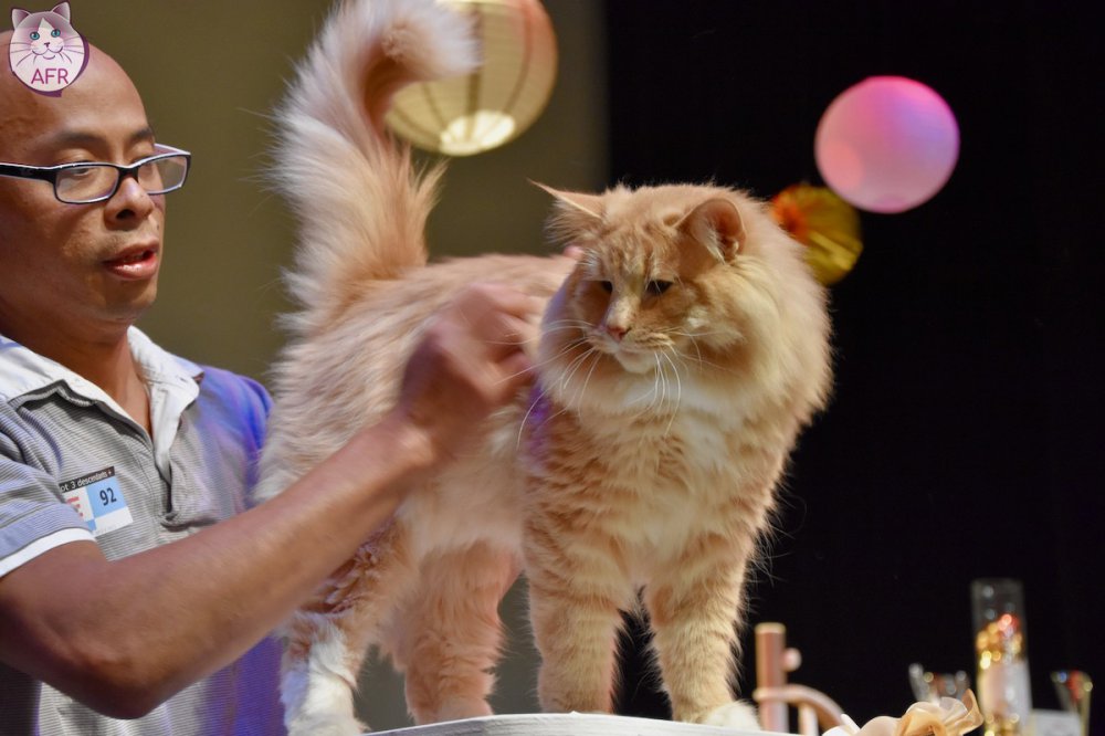 Exposition féline de Mortagne au Perche 2019