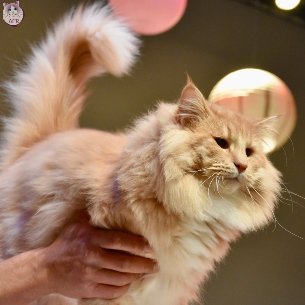 Exposition féline de Mortagne au Perche 2019