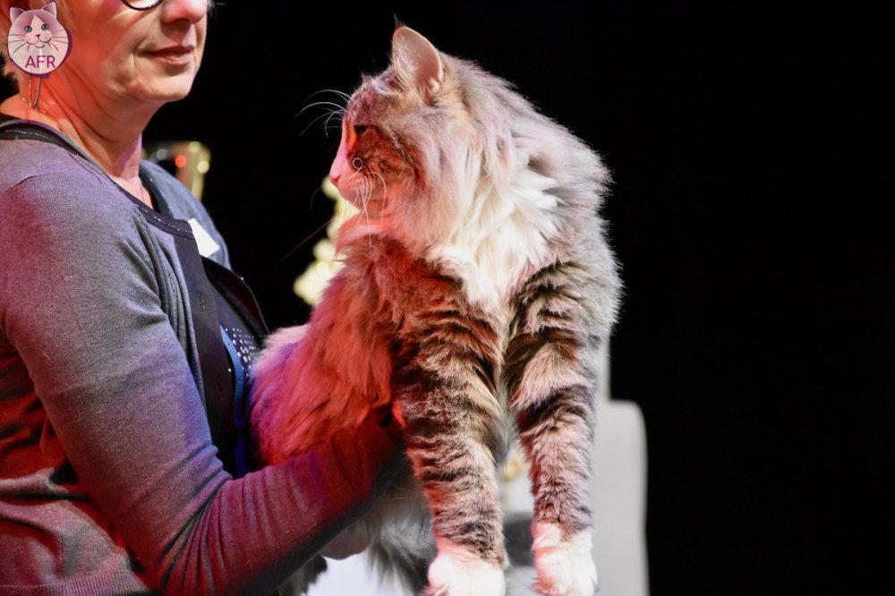 Exposition féline de Mortagne au Perche 2019