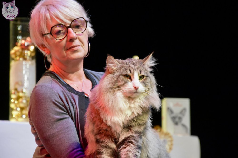 Exposition féline de Mortagne au Perche 2019