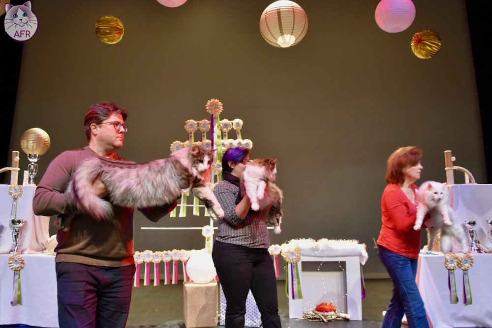 Exposition féline de Mortagne au Perche 2019