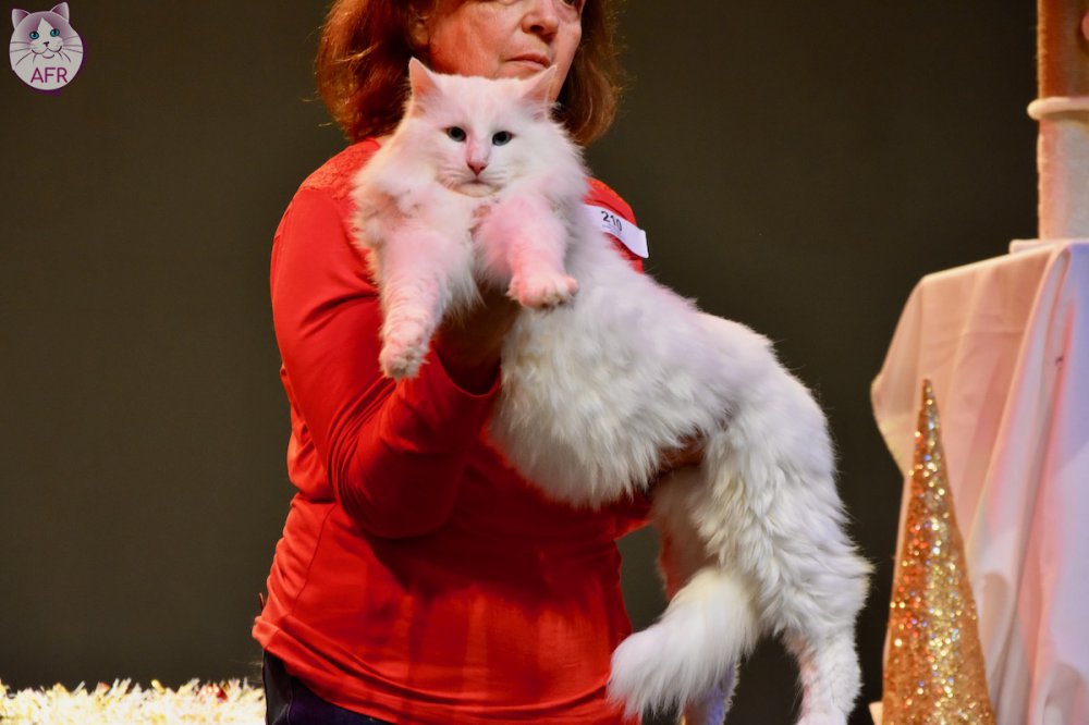 Exposition féline de Mortagne au Perche 2019