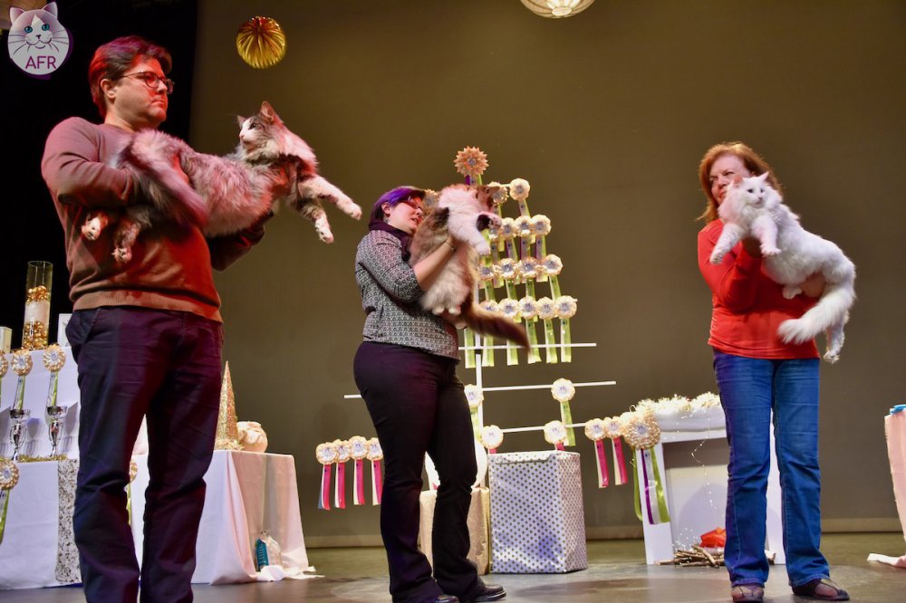 Exposition féline de Mortagne au Perche 2019