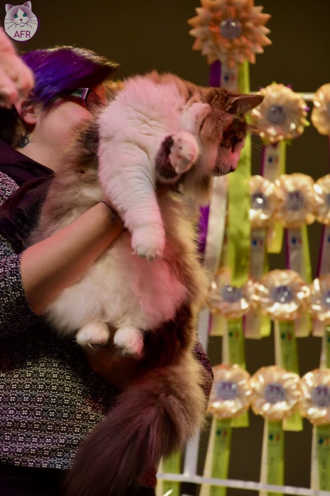 Exposition féline de Mortagne au Perche 2019