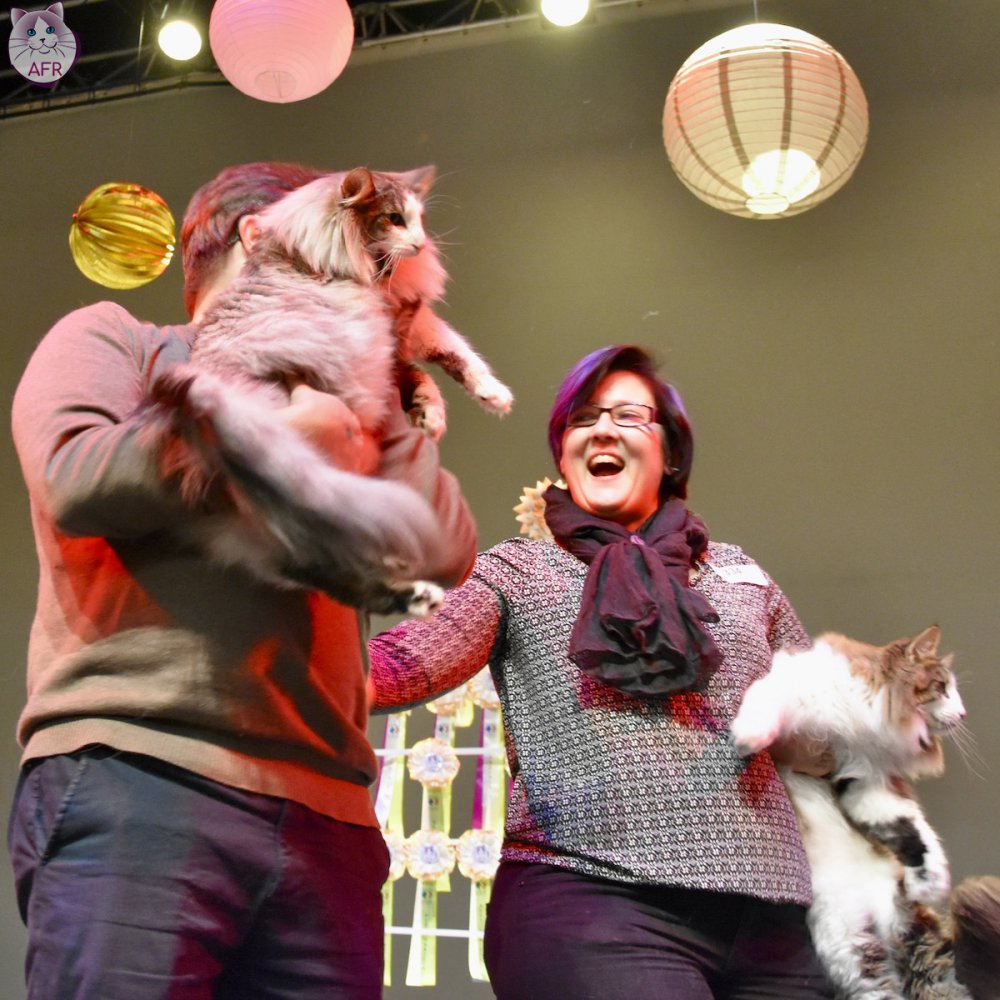 Exposition féline de Mortagne au Perche 2019