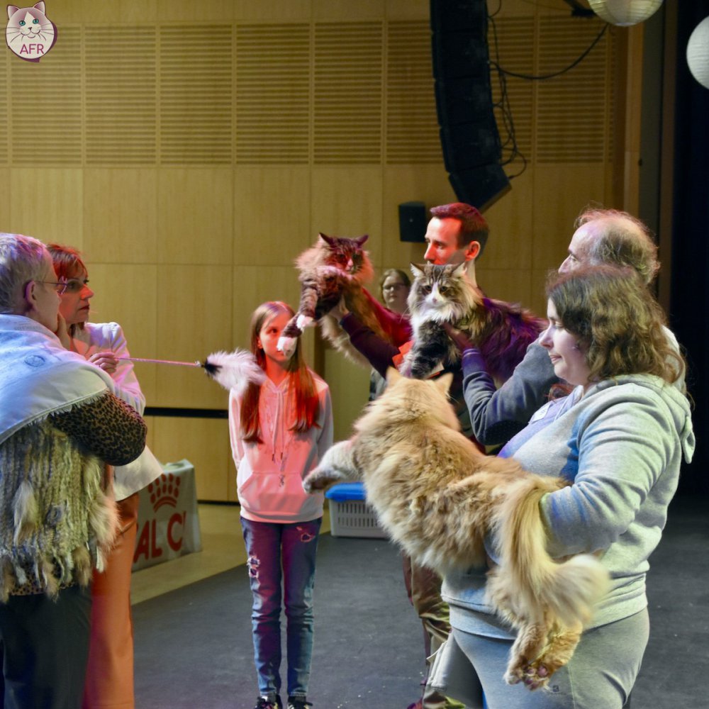 Exposition féline de Mortagne au Perche 2019