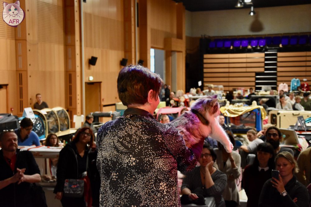 Exposition féline de Mortagne au Perche 2019