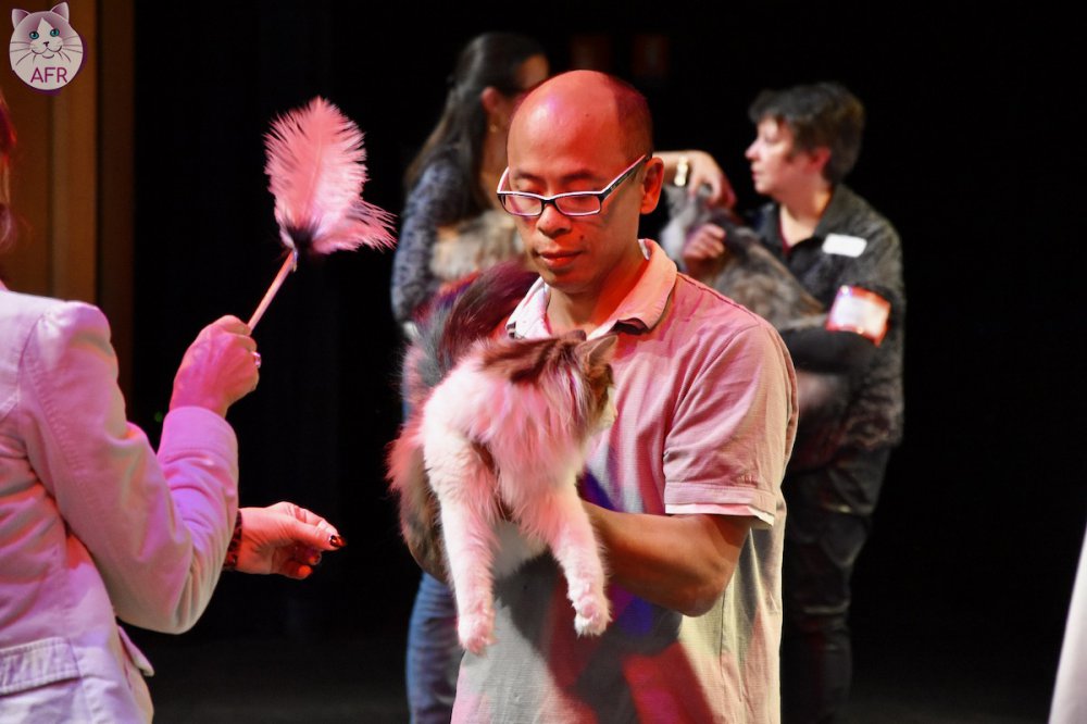 Exposition féline de Mortagne au Perche 2019