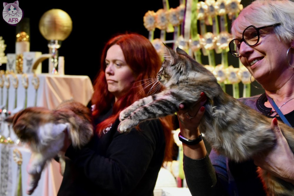 Exposition féline de Mortagne au Perche 2019