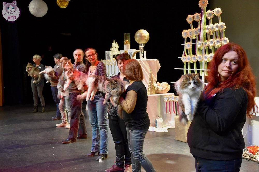 Exposition féline de Mortagne au Perche 2019