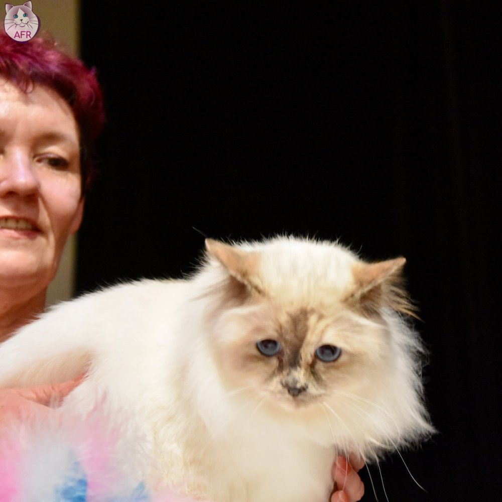 Exposition féline de Mortagne au Perche 2019