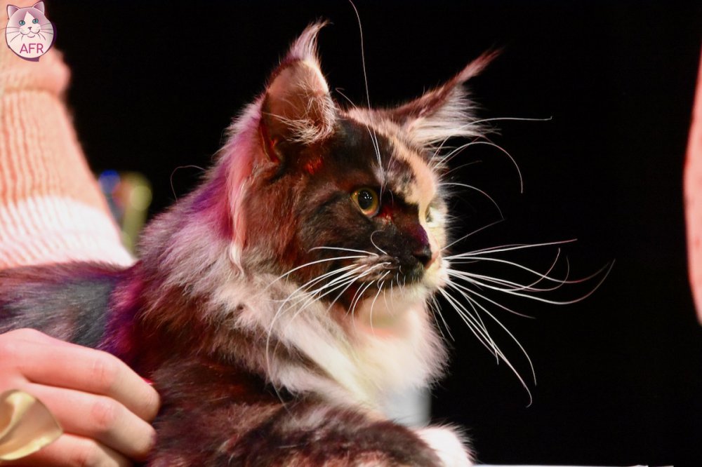 Exposition féline de Mortagne au Perche 2019