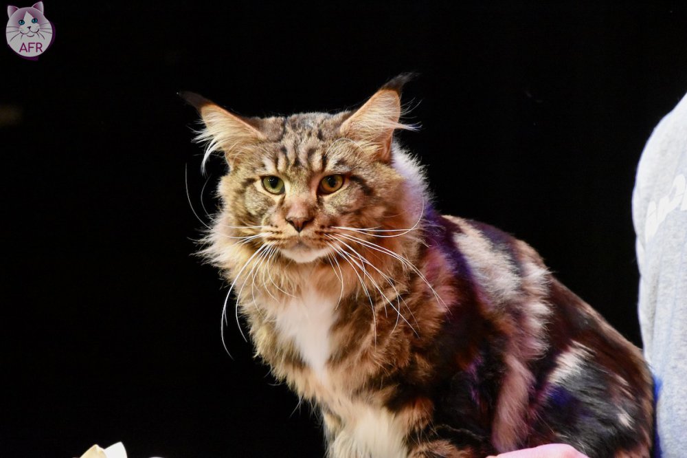 Exposition féline de Mortagne au Perche 2019