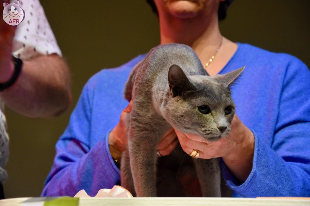 Exposition féline de Mortagne au Perche 2019