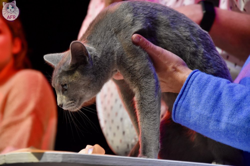 Exposition féline de Mortagne au Perche 2019