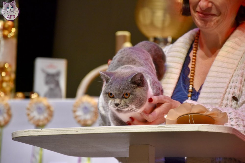 Exposition féline de Mortagne au Perche 2019