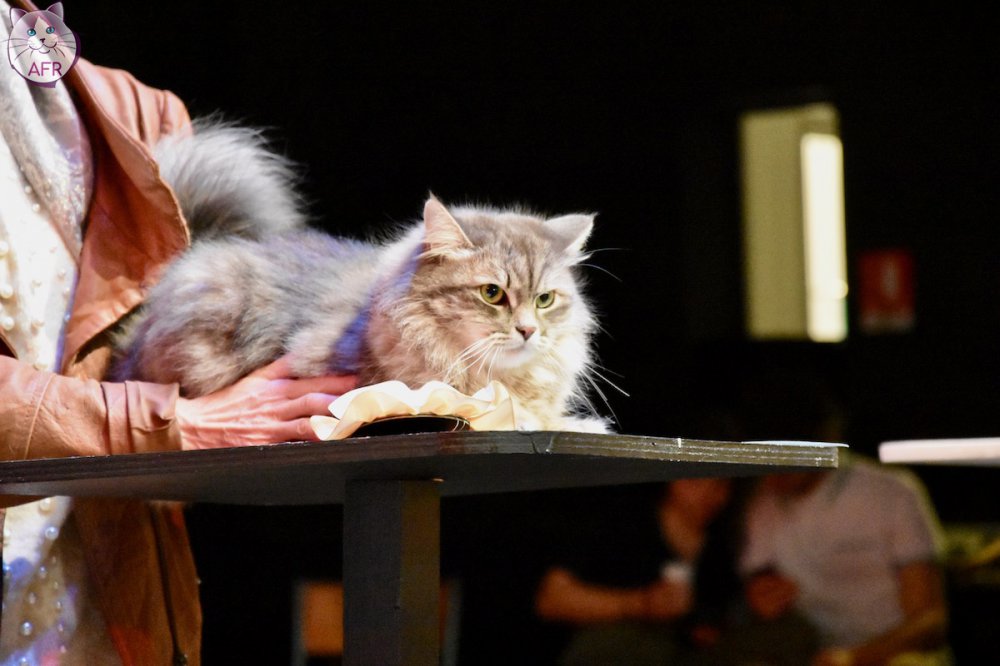 Exposition féline de Mortagne au Perche 2019