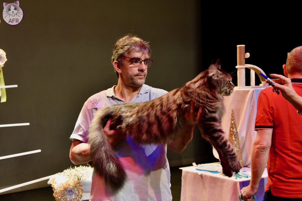 Exposition féline de Mortagne au Perche 2019