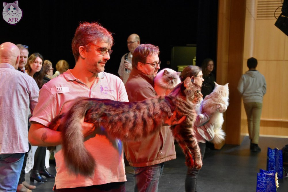 Exposition féline de Mortagne au Perche 2019