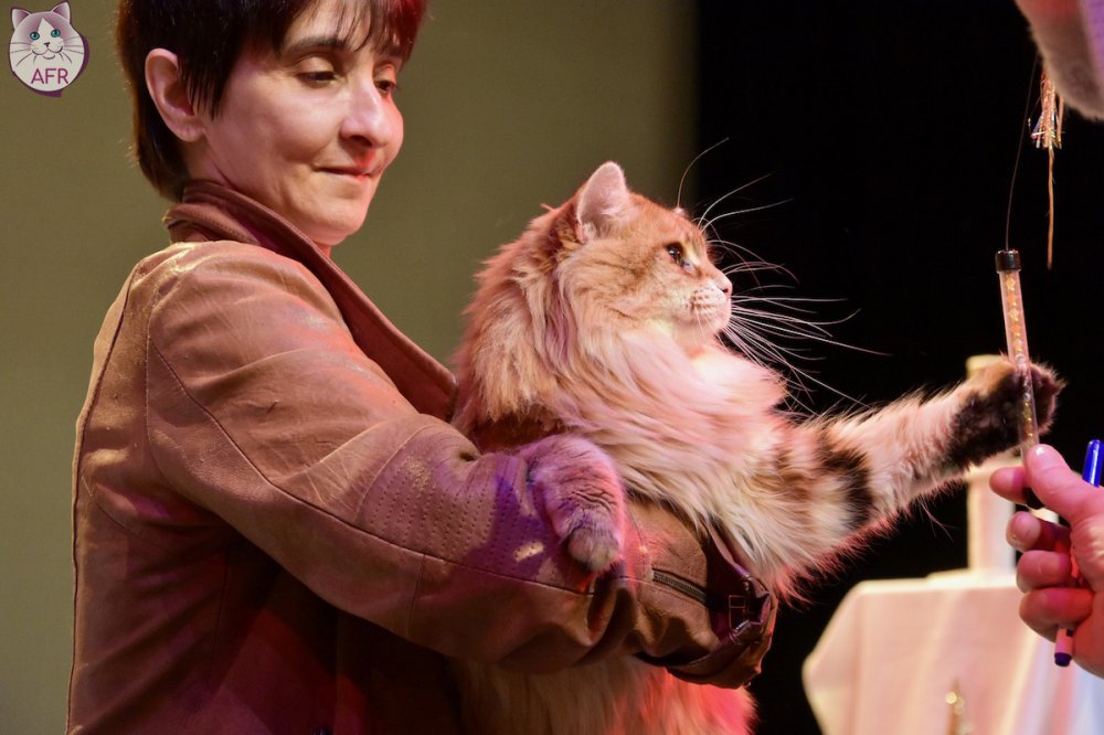 Exposition féline de Mortagne au Perche 2019