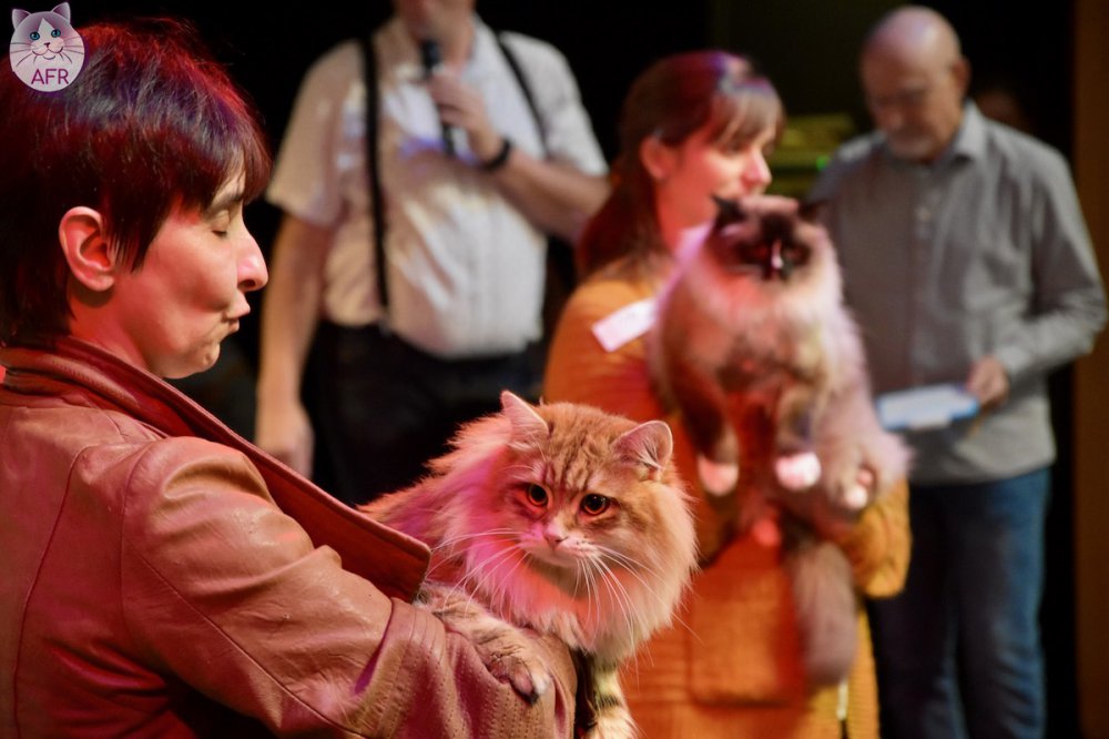 Exposition féline de Mortagne au Perche 2019