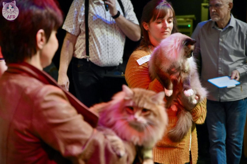 Exposition féline de Mortagne au Perche 2019