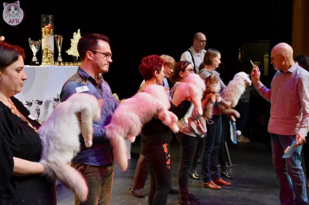 Exposition féline de Mortagne au Perche 2019