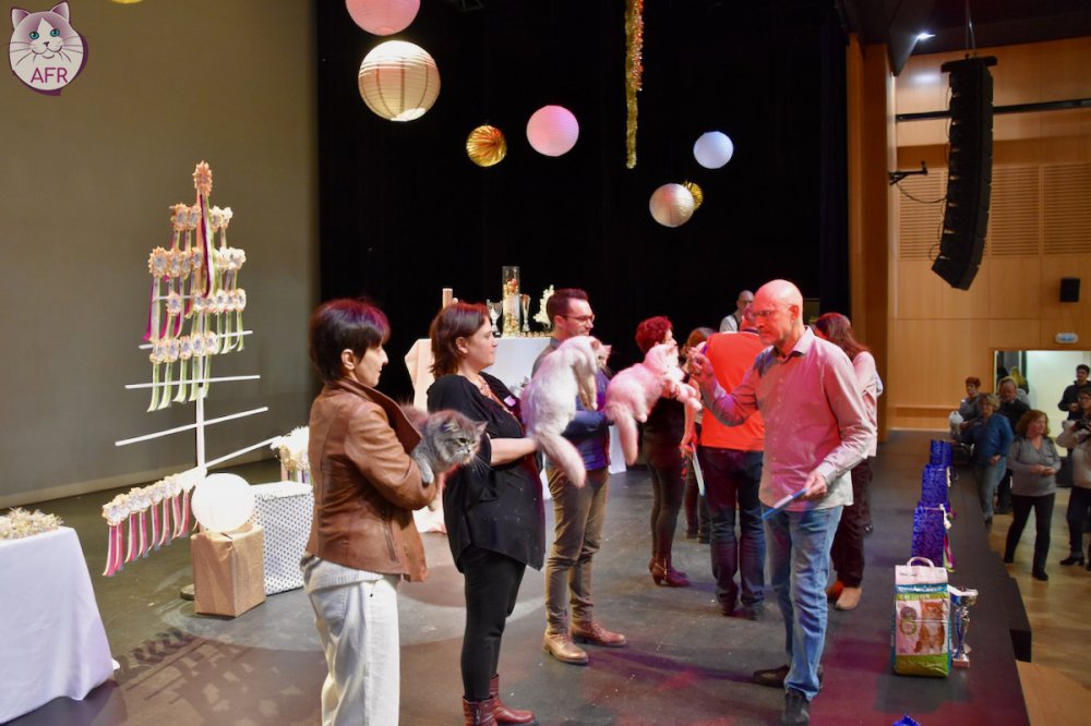 Exposition féline de Mortagne au Perche 2019