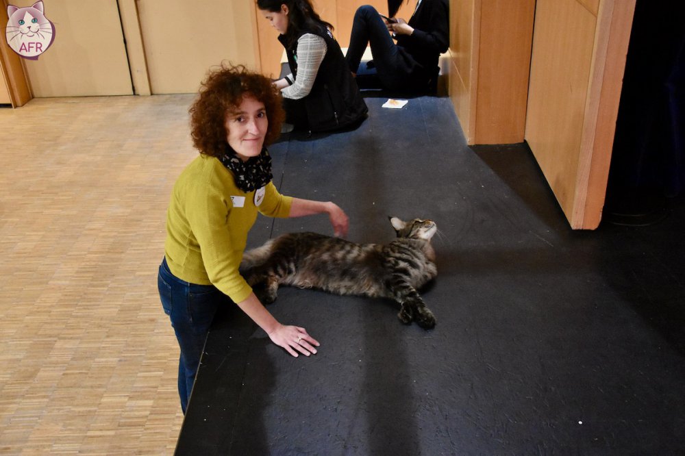 Exposition féline de Mortagne au Perche 2019