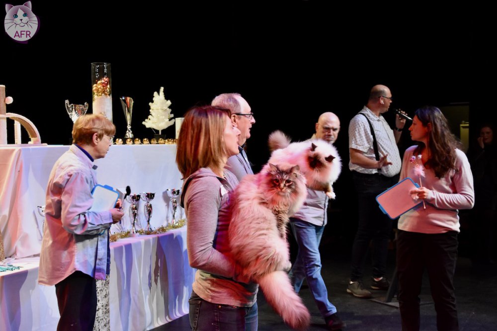 Exposition féline de Mortagne au Perche 2019