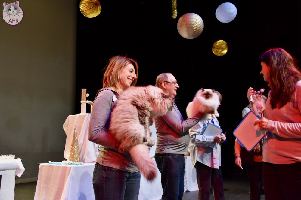 Exposition féline de Mortagne au Perche 2019