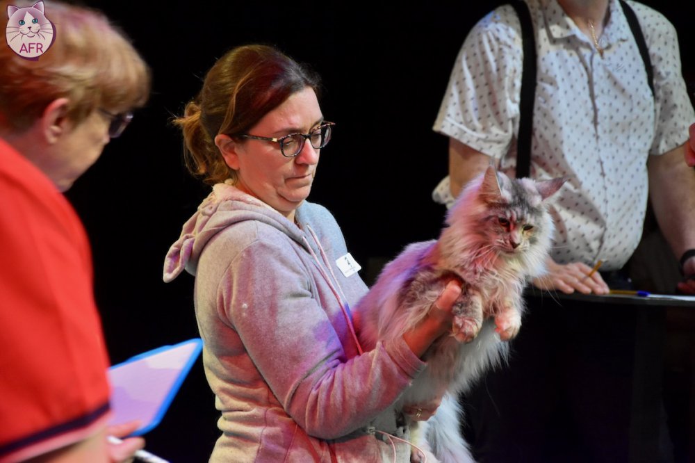 Exposition féline de Mortagne au Perche 2019