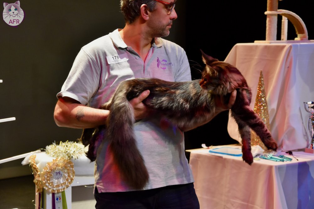 Exposition féline de Mortagne au Perche 2019