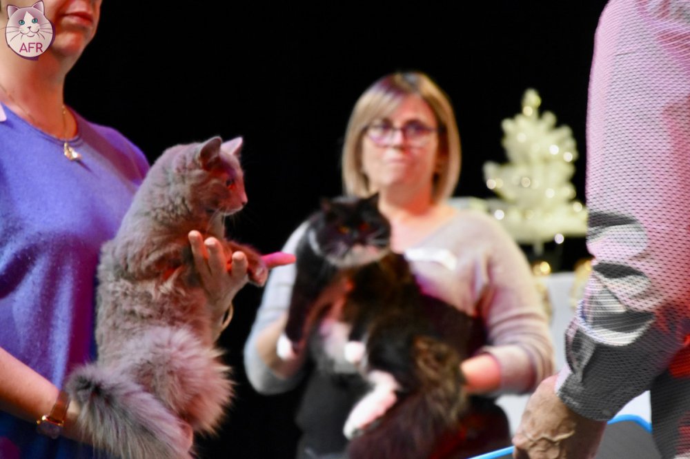 Exposition féline de Mortagne au Perche 2019