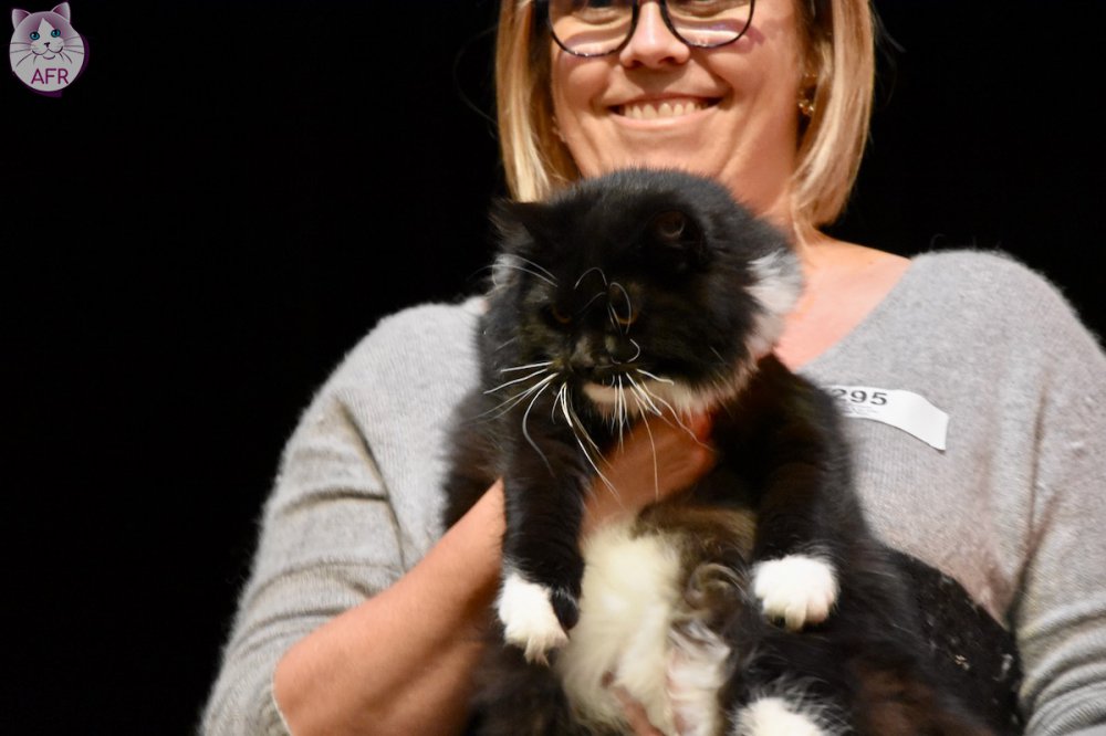 Exposition féline de Mortagne au Perche 2019