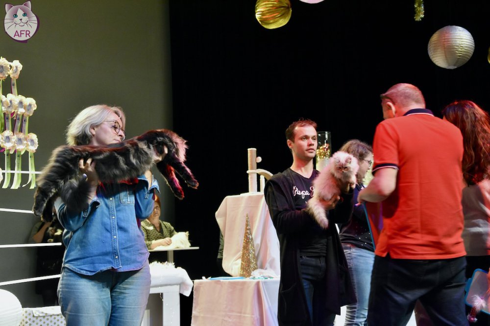 Exposition féline de Mortagne au Perche 2019