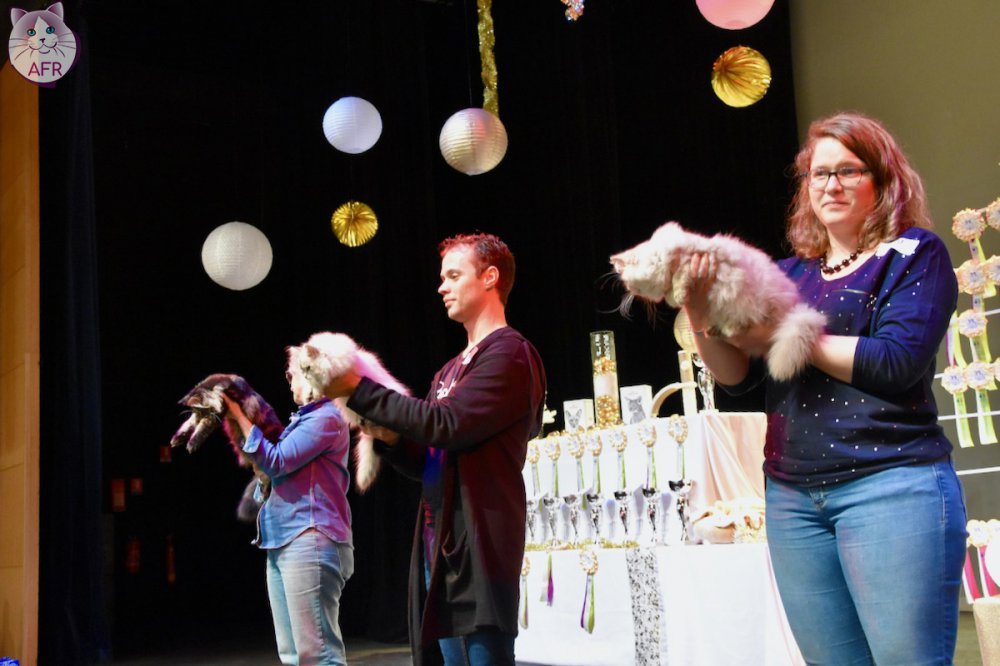 Exposition féline de Mortagne au Perche 2019