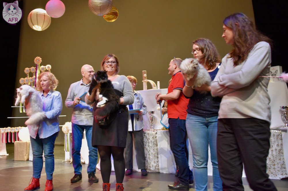 Exposition féline de Mortagne au Perche 2019