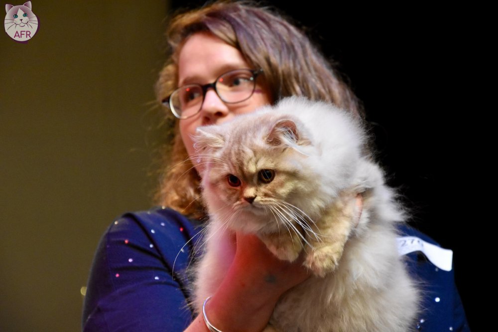 Exposition féline de Mortagne au Perche 2019