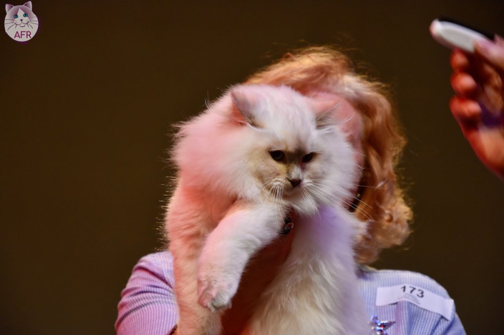 Exposition féline de Mortagne au Perche 2019